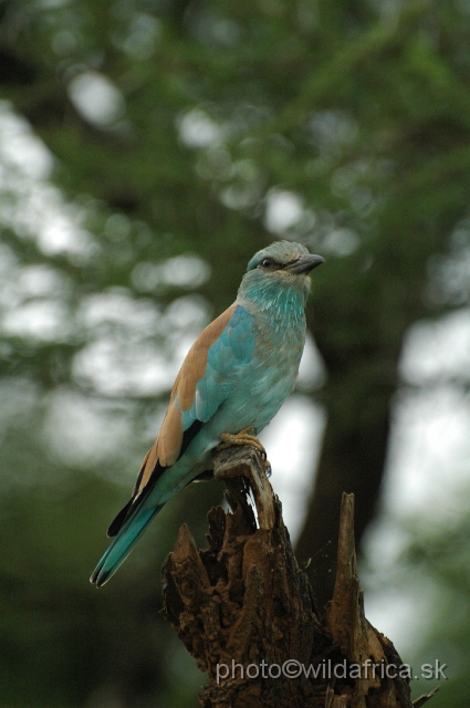 puku rsa 034.jpg - European Roller (Coracius garrulus)